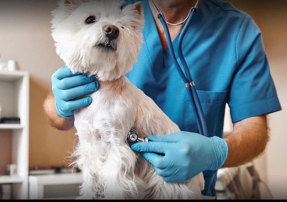 Veterinariya xizmati. Veterinar vrach — 2