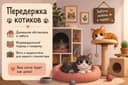 Передержка кото-гостиница в Самарканде