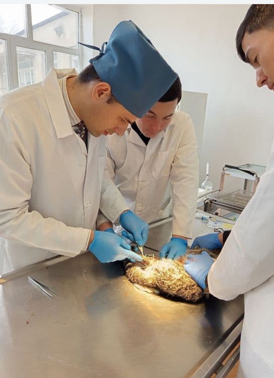 Veterinariya xizmat UZI apparati xizmati — 1