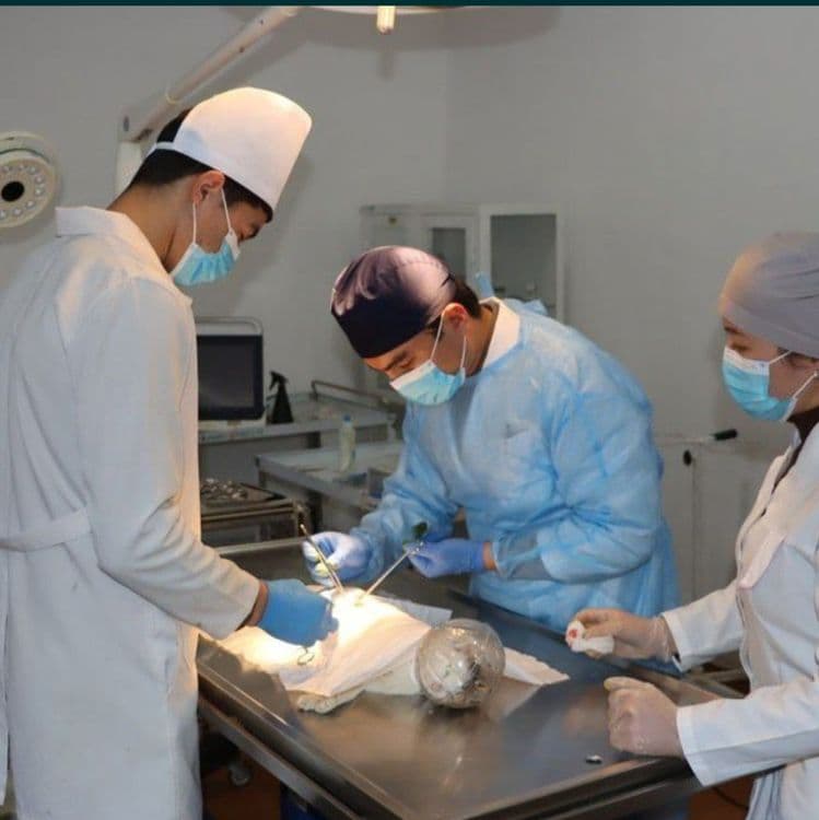 Veterinariya xizmat UZI apparati xizmati — 2