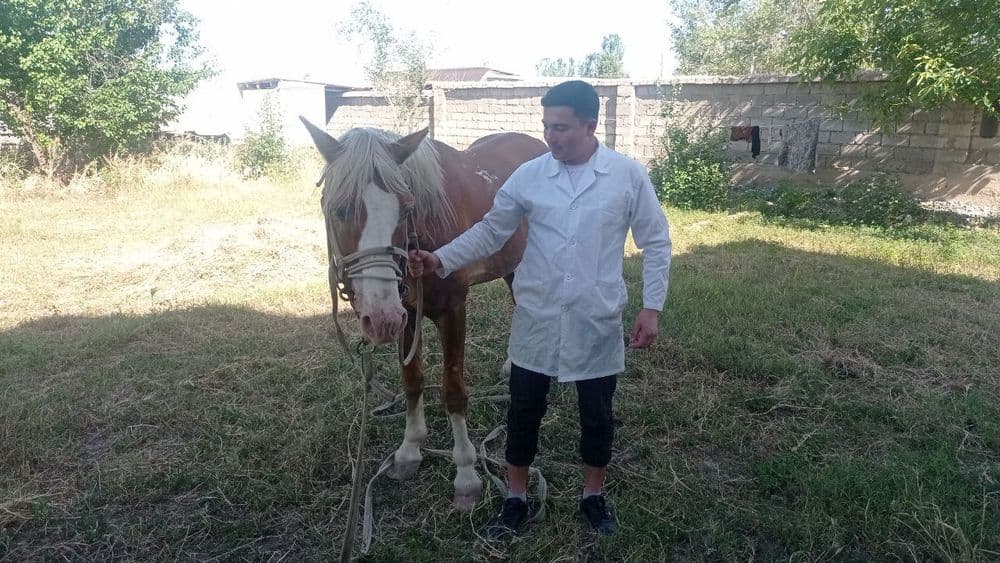Veterinariya xizmat UZI apparati xizmati — 3
