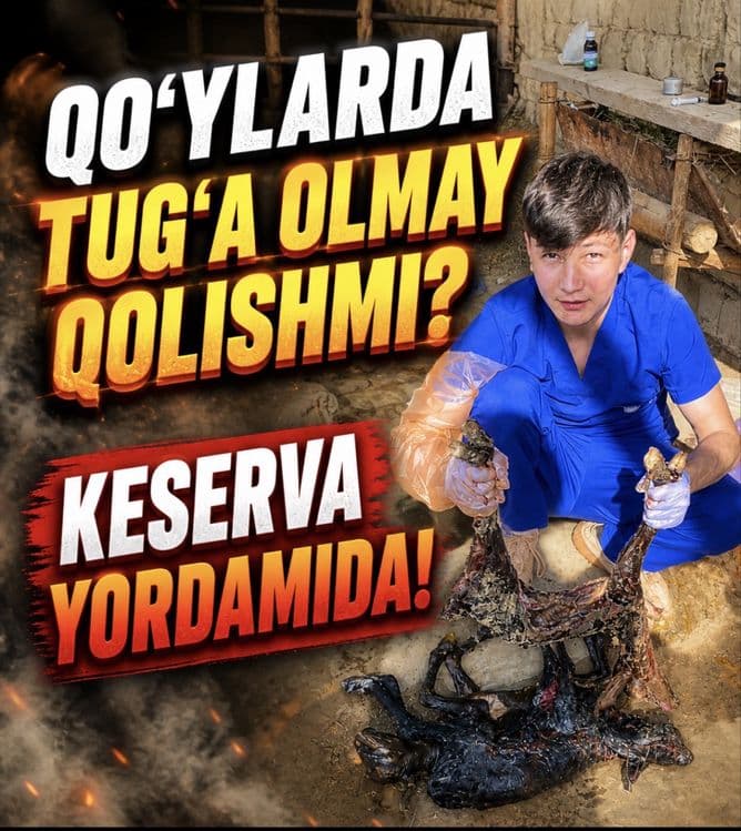 Veterinariya xizmati 24/7 xizmatda — 1