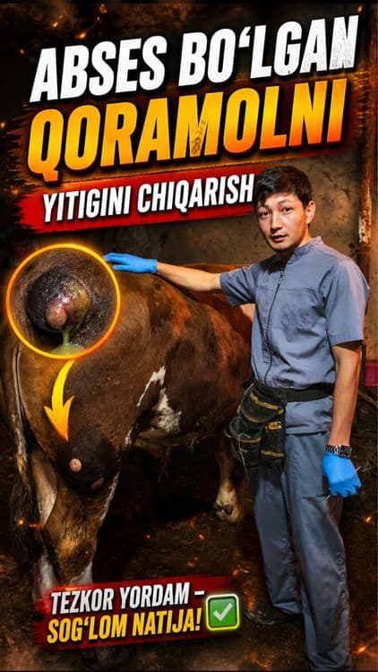 Veterinariya xizmati 24/7 xizmatda — 2
