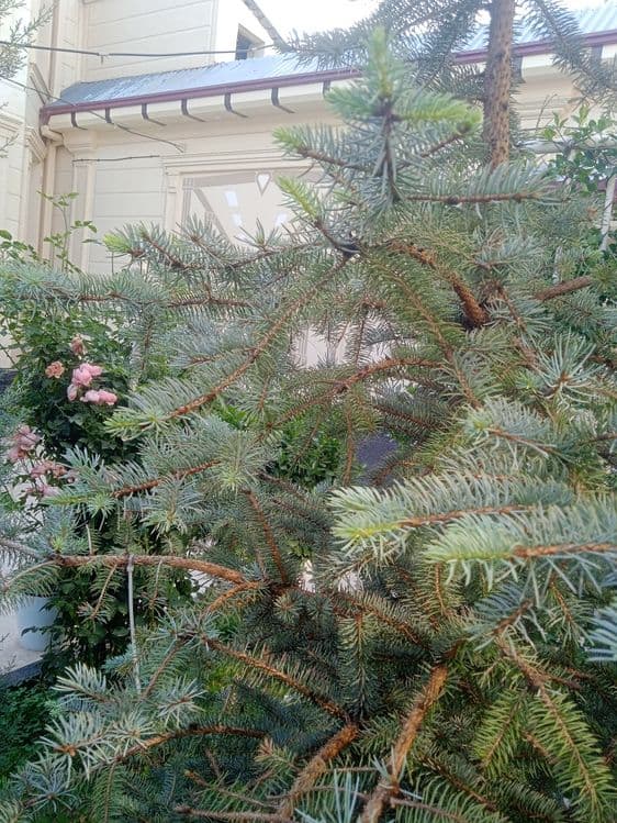 Ландшафтный дизайнер газон хизмати — 2