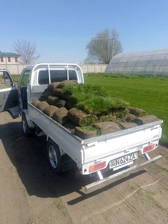 Gazon ruloni uruğ xam sepamiz landshaft dizayni xizmatlari — 2