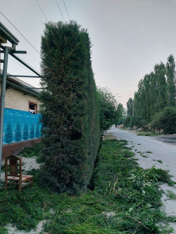 Archa va gullarga shakil berish xizmati — 2