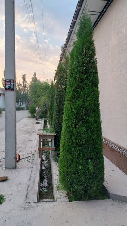 Archa va gullarga shakil berish xizmati — 7