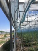 Парник исикхона том навес энди сиз хохлаган холатда