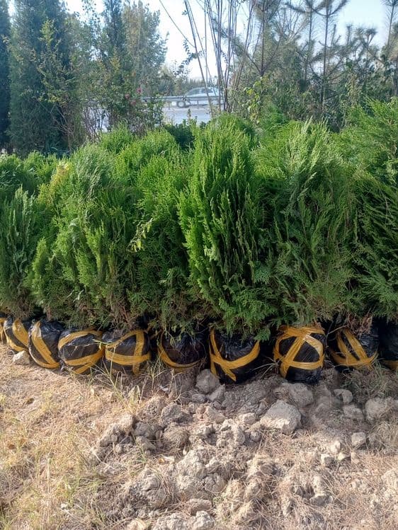 Archa dekarativni daraxtlar gazon landshaft dizayni ekish xizmati — 8