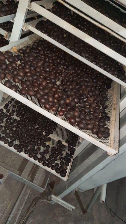 Слива, Ғайлони ва барча мева сабзавотларни қуритиш Сушка хизмати — 4