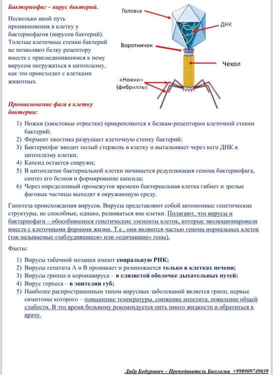 Репетитор по биологии — 1