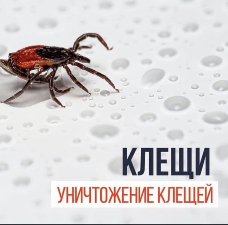 Дезинфекция/Дезинсекция/Дератизация 24/7 — 4