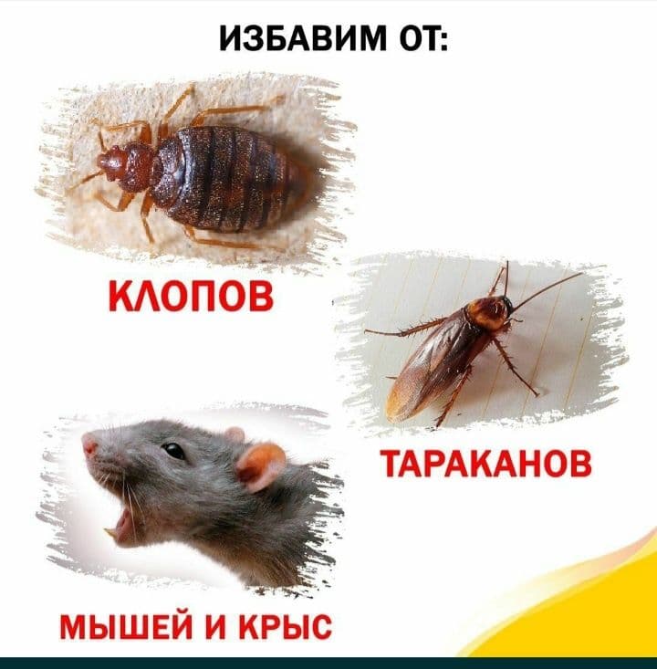 Дезинфекция 24/7 — 5
