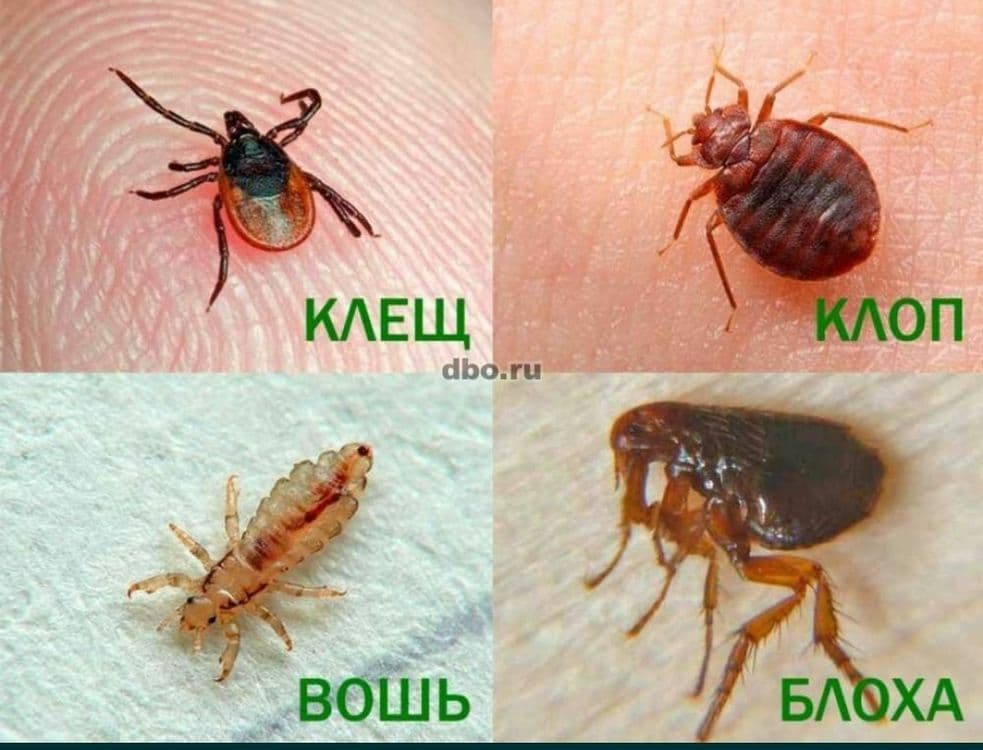 Дезинфекция 24/7 — 7