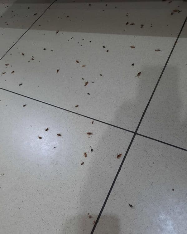 Tez yordam — Klop, Tarakan, Bedbug Dezinfeksiya Navoiy — 2