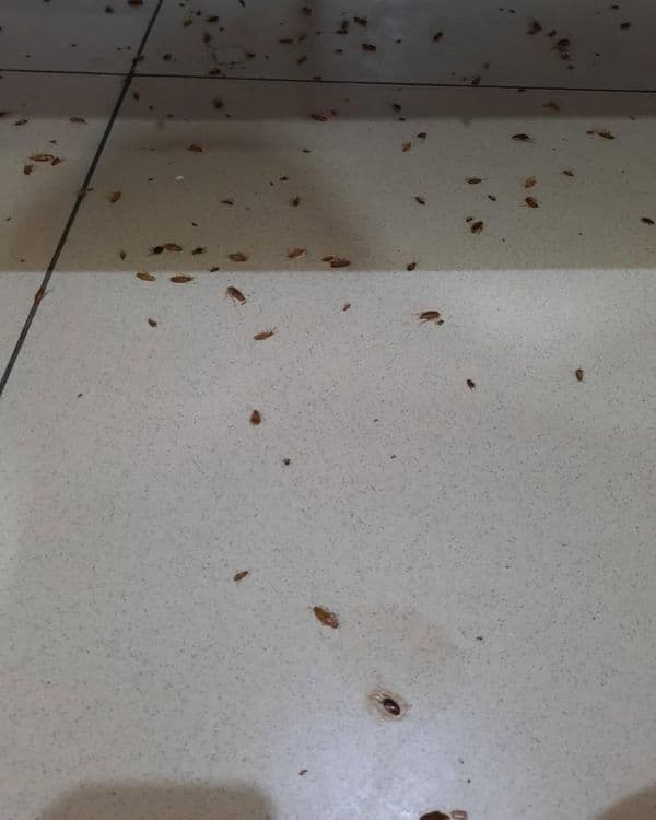 Tez yordam — Klop, Tarakan, Bedbug Dezinfeksiya Navoiy — 3