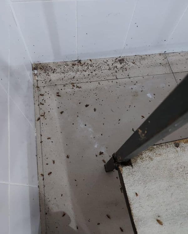 Tez yordam — Klop, Tarakan, Bedbug Dezinfeksiya Navoiy — 4