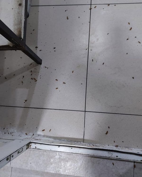 Tez yordam — Klop, Tarakan, Bedbug Dezinfeksiya Navoiy — 5