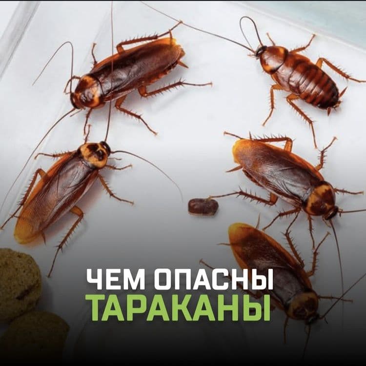 Tez yordam — Klop, Tarakan, Bedbug Dezinfeksiya Navoiy — 6