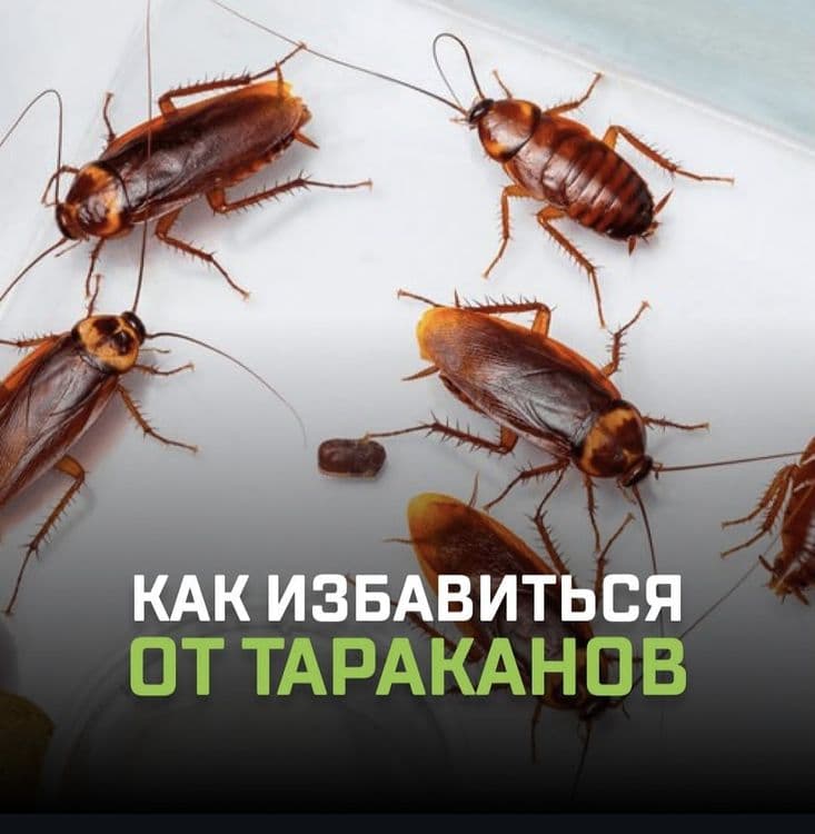 Tez yordam — Klop, Tarakan, Bedbug Dezinfeksiya Navoiy — 8