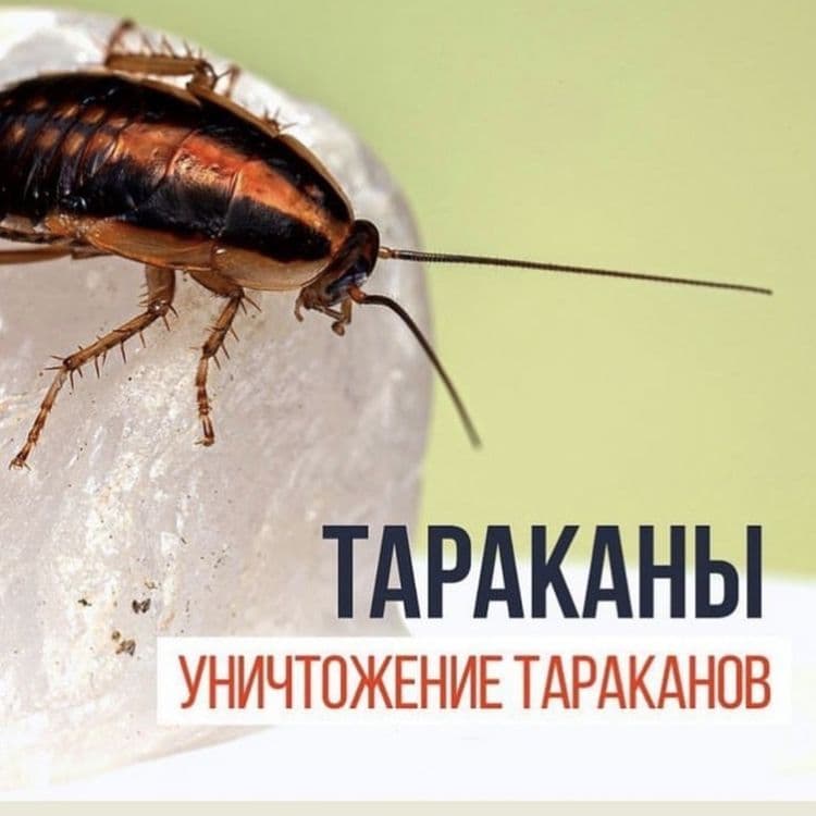Dezinfeksiya 24/7 — 3