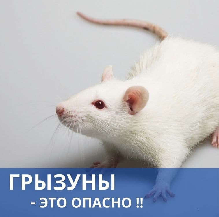 Dezinfeksiya 24/7 — 6
