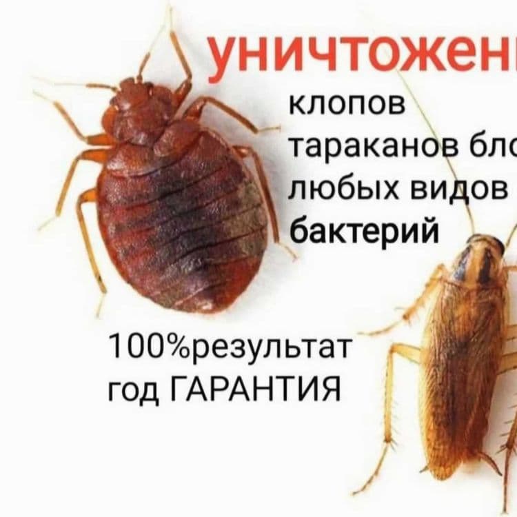 Дезинфексия навоий 24/7 — 2