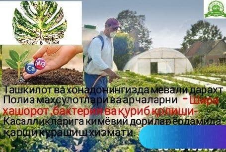 обработка ёлок кустарники,деревьев.обрезка формочки. — 4