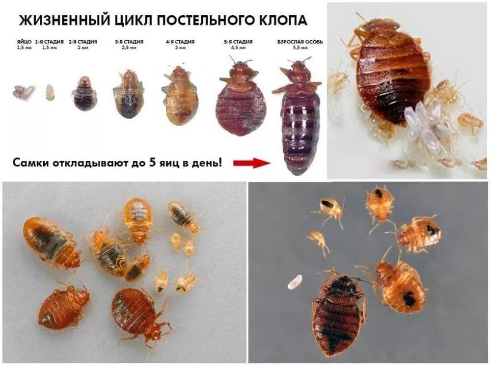 ДИЗИНФЕКЦИЯ Dizinfeksiya Дезинфексия Dizinfeksya — 2
