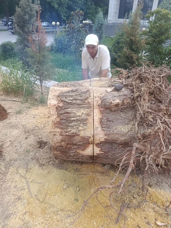 Дарахт кесиш хизмати aбрезка дерево бензaпила услуга. — 5