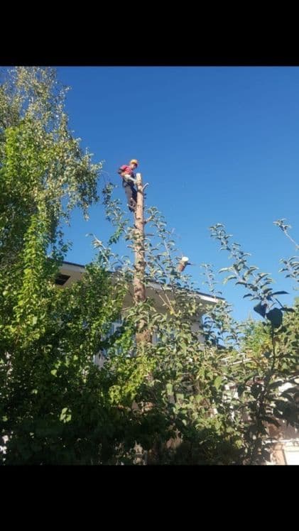 Дарахт кесиш хизмати спил обрезка деревя бензопила услуг daraxt kesish — 1