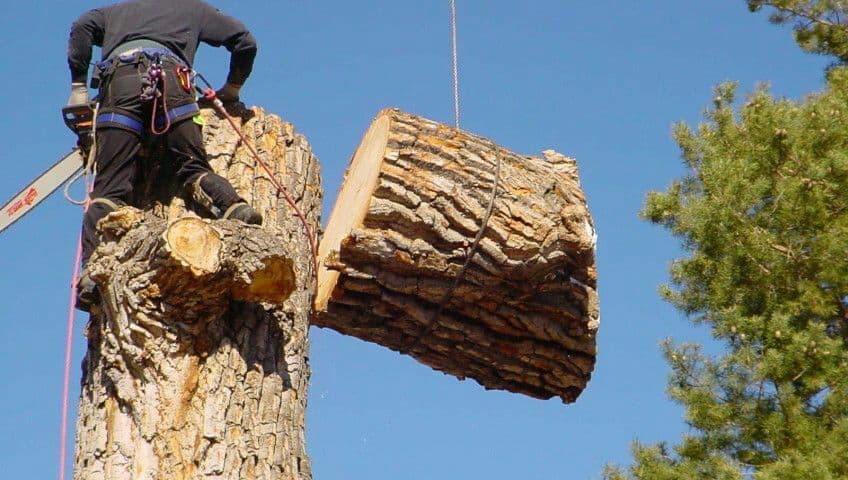 Daraxt kesish дарахт кесиш бензапела услугя — 2