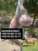 Qassob xizmati 24 soat