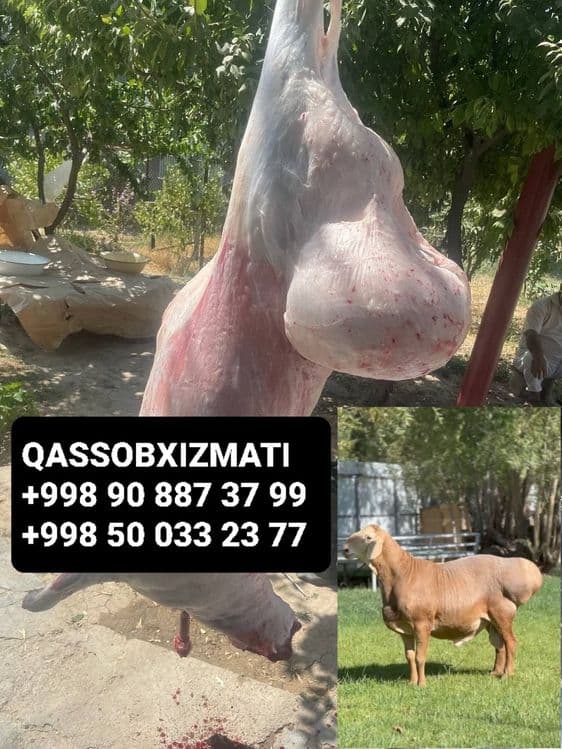 Qassob xizmati 24 soat — 1