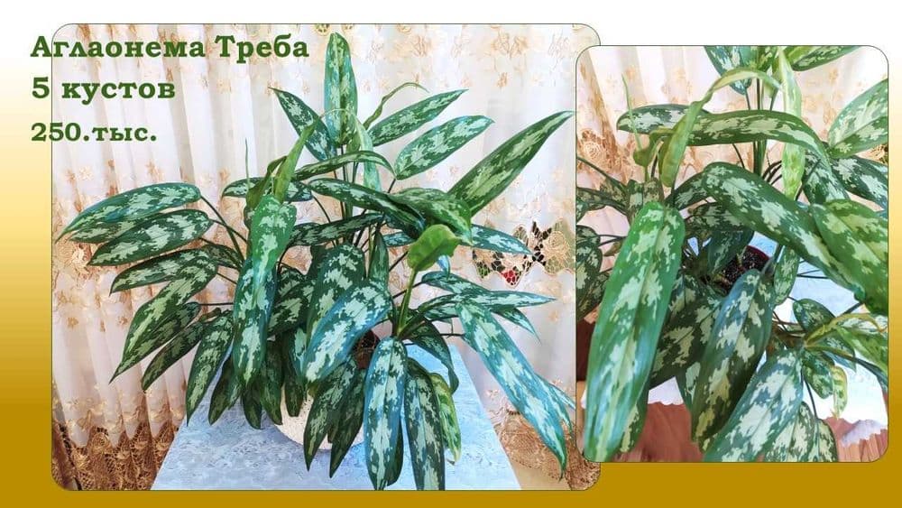 Стеллаж стеклянный для цветов (фиалок) — 4