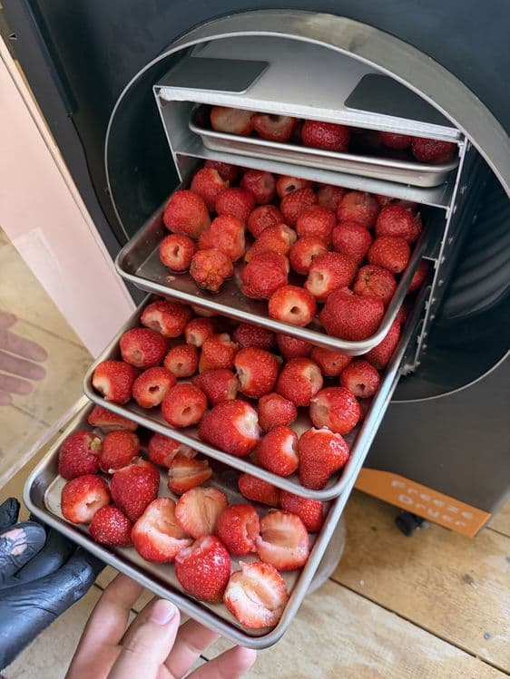 Meva Sublimatsiyalash aparati , freeze dryer — 5