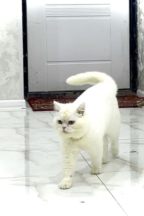 Vyazka Britansky ( Gegant) oq mushuk bor — 2
