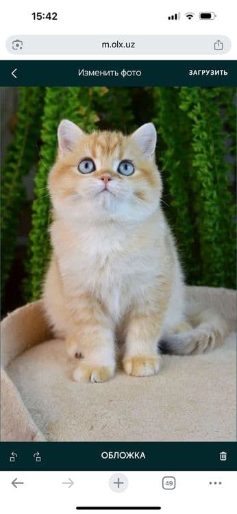 ВЯЗКА Британский, шикарный кот. — 2