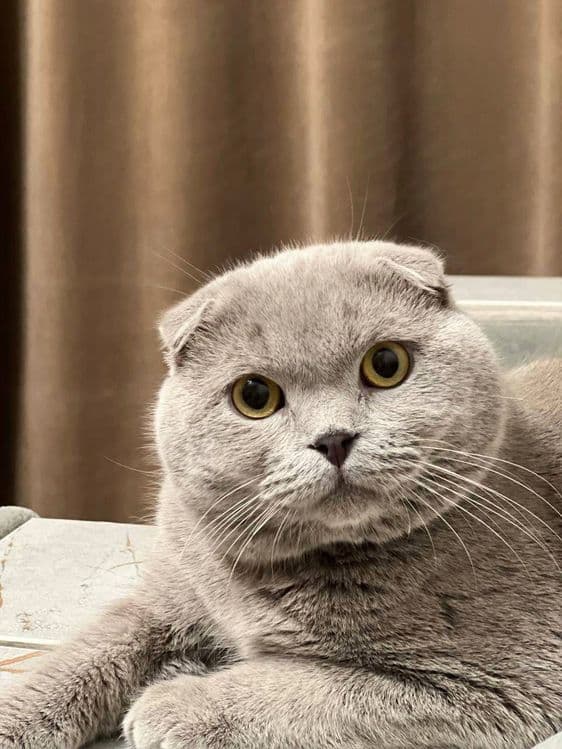 Выставляется кот на вязку — 1