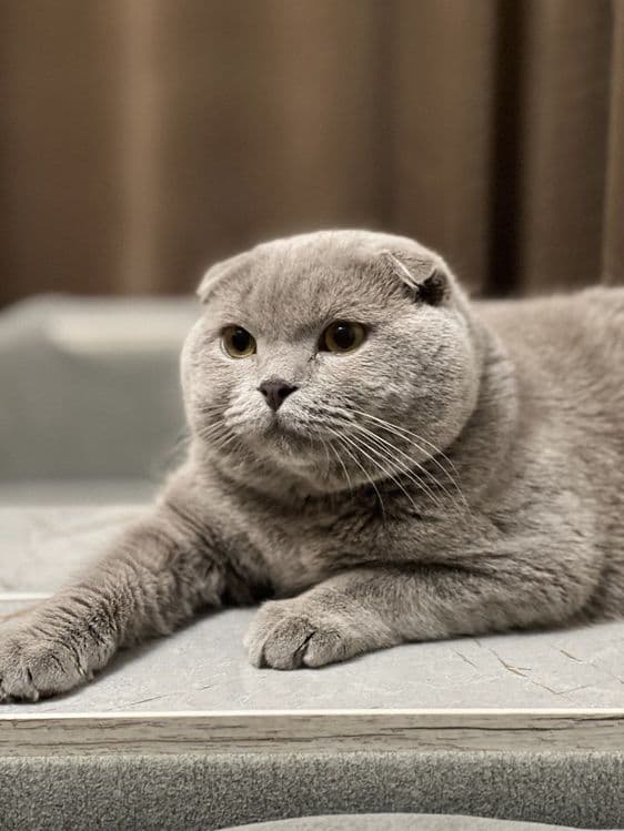 Выставляется кот на вязку — 2