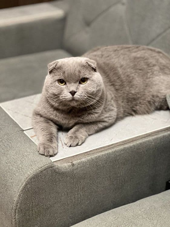 Выставляется кот на вязку — 3