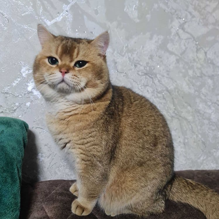 Британский короткошерстный мальчик — 3