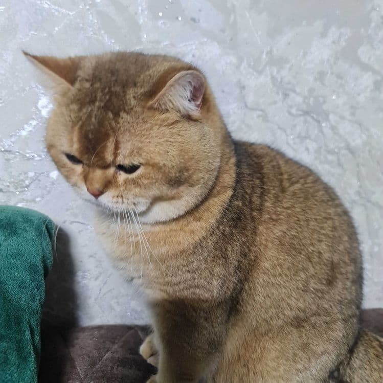 Британский короткошерстный мальчик — 4