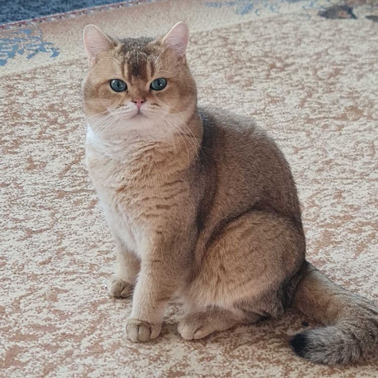 Британский короткошерстный мальчик — 7