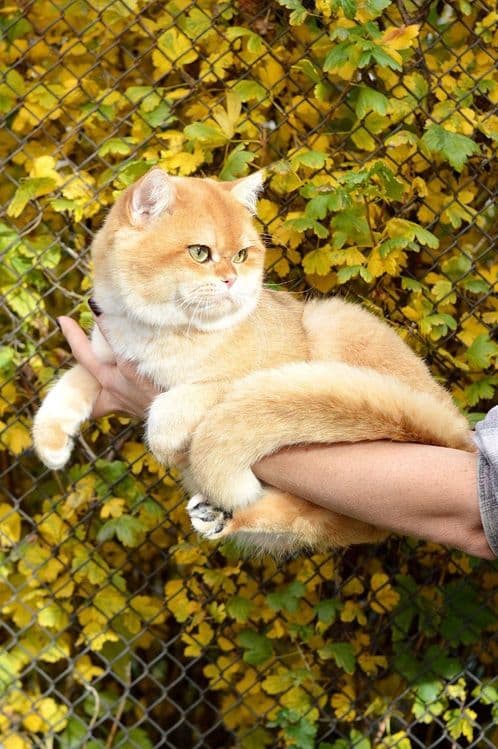 Вязка золотого кота ny12 — 3