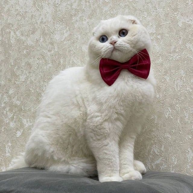 Кот для Вязки . Приглашает кошек с прививками — 1