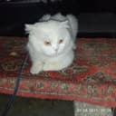 Кот по кличкеГоафф приглашает на вязку,красивых кошек.