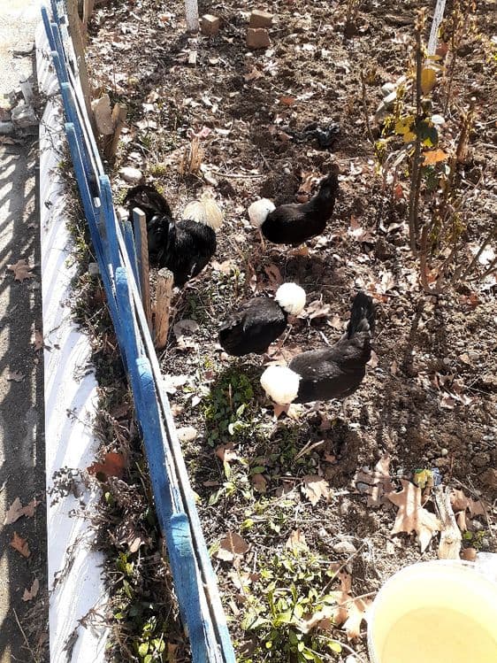Голландский белохохлый "Голланка"  ТУХУМИ ва ЖЎЖАСИ сотилади. — 4