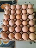 Принимаем предзаказ на инкубацию яиц  корейской породы Хан-Хяп.