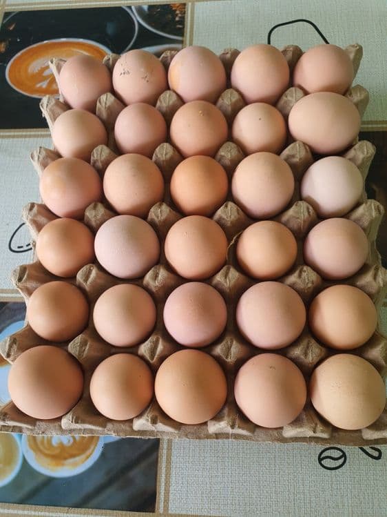 Принимаем предзаказ на инкубацию яиц  корейской породы Хан-Хяп. — 1